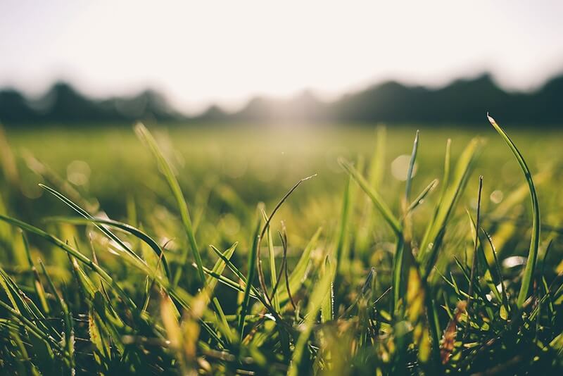 The best Blender addons for architectural 3D visualization True Grass