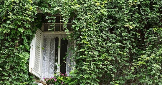 An Ivy Generator. by Thomas Luft An Ivy Generator. by Thomas Luft